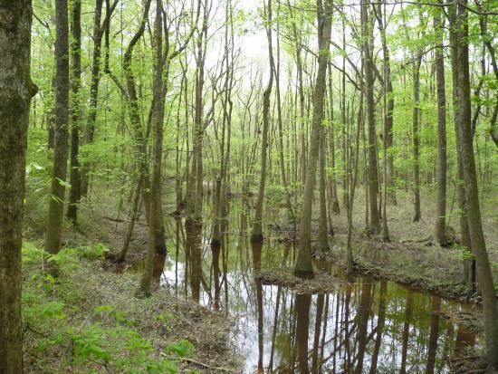 Congaree Creek Heritage Preserve